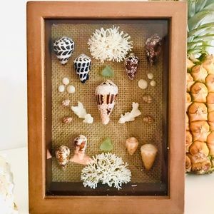 Rare Hawaiian Shell Art Shadowbox